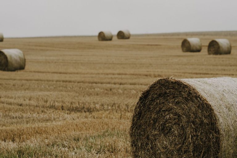 Round hay bales in a field ready for livestock feed