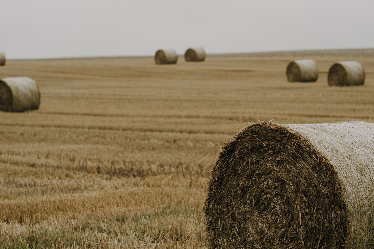 Round hay bales in a field ready for livestock feed
