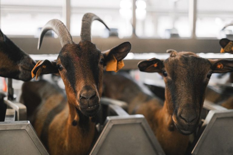 Healthy goats standing together on a small farm