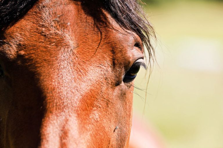 Close-up portrait of a healthy, alert brown horse