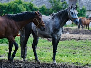 Calm horses grazing together in a pasture, good beginner horse breeds