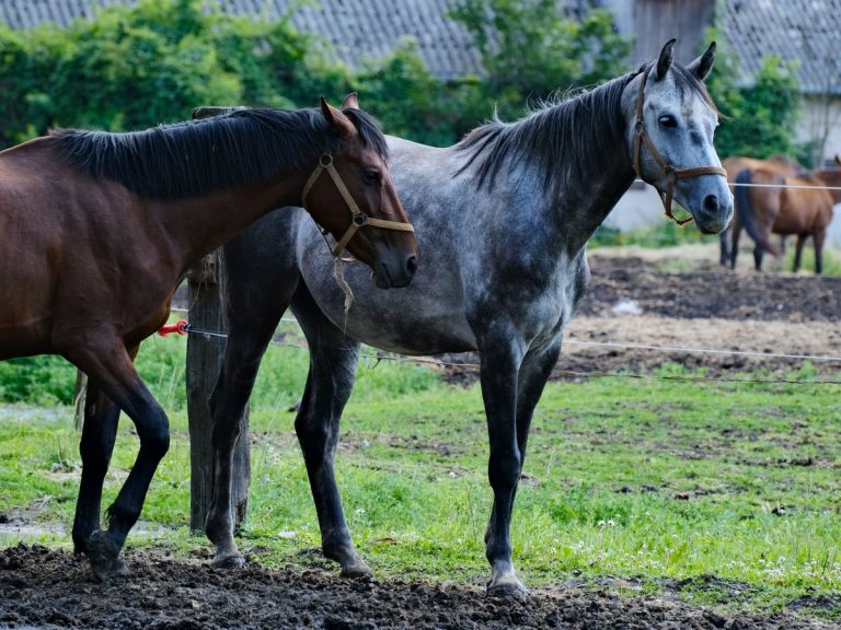 Calm horses grazing together in a pasture, good beginner horse breeds