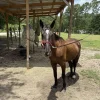 image1752916313037 (1) Friesian Horse for Sale | Purebred Friesians
