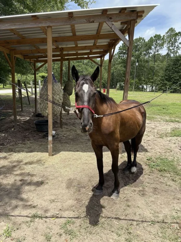 image1752916313037 (1) Friesian Horse for Sale | Purebred Friesians