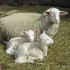 img_1654-1-600x450-1-1.webp East Friesian Sheep for Sale