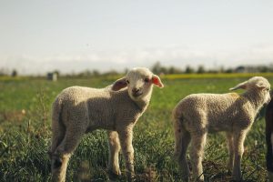 Young lambs grazing together on a healthy spring pasture