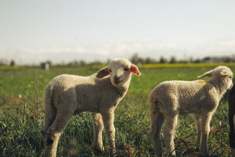 Young lambs grazing together on a healthy spring pasture