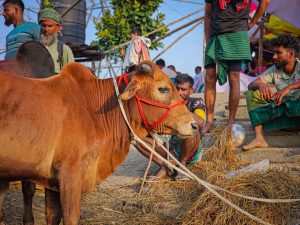Farmers at a traditional livestock cattle auction market