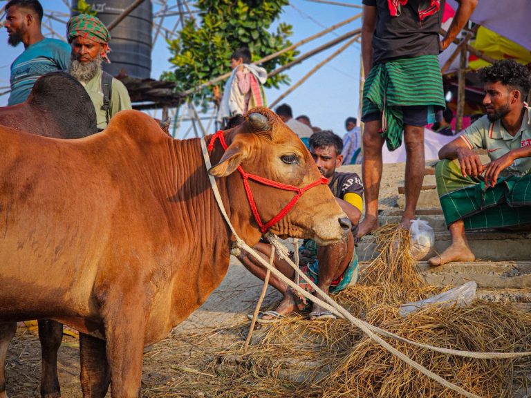 Farmers at a traditional livestock cattle auction market