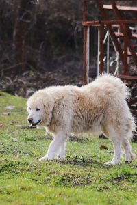 Fluffy Great Pyrenees livestock guardian dog standing outdoors on a farm