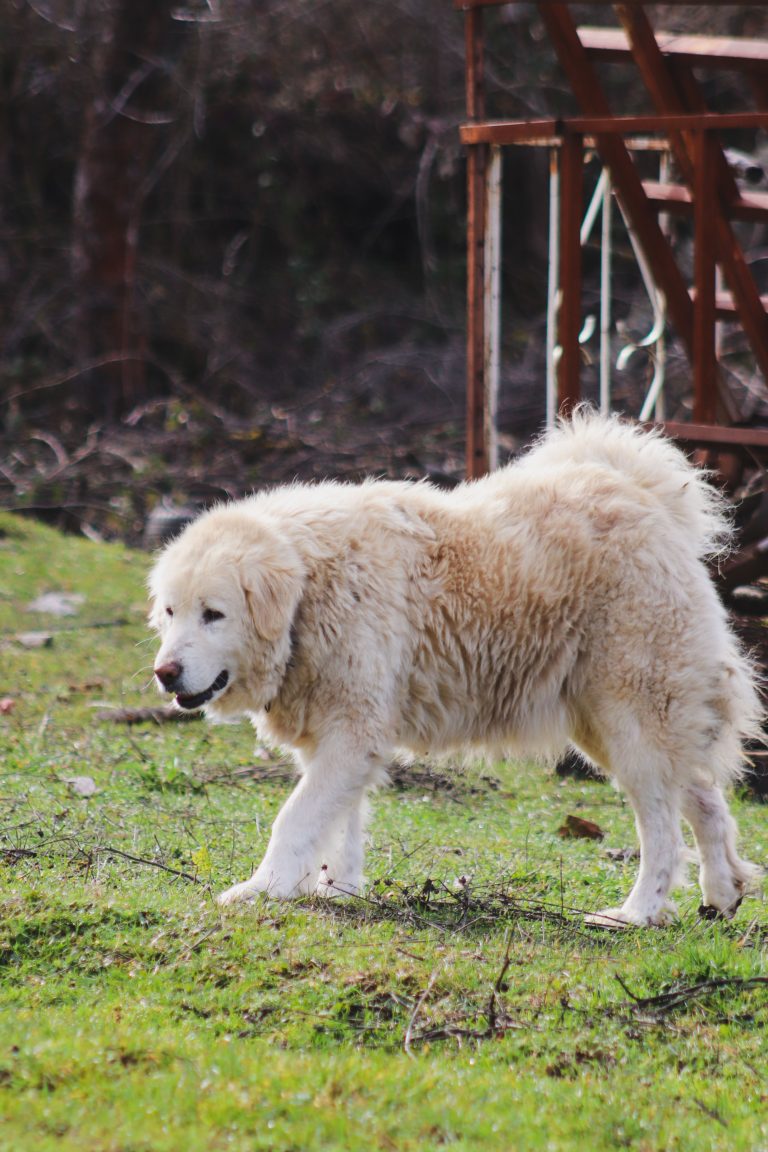 Fluffy Great Pyrenees livestock guardian dog standing outdoors on a farm