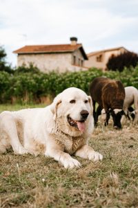 Livestock guardian dog standing watch with a flock of sheep
