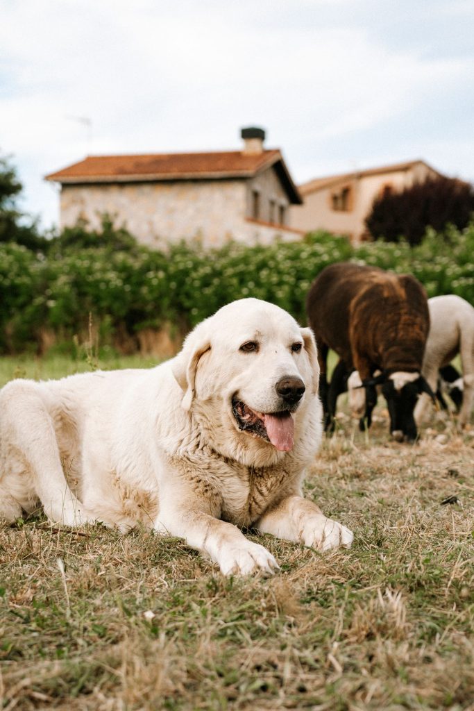 Livestock guardian dog standing watch with a flock of sheep