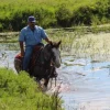 Mustang Horse for Sale | Wild & Gentle Mustangs