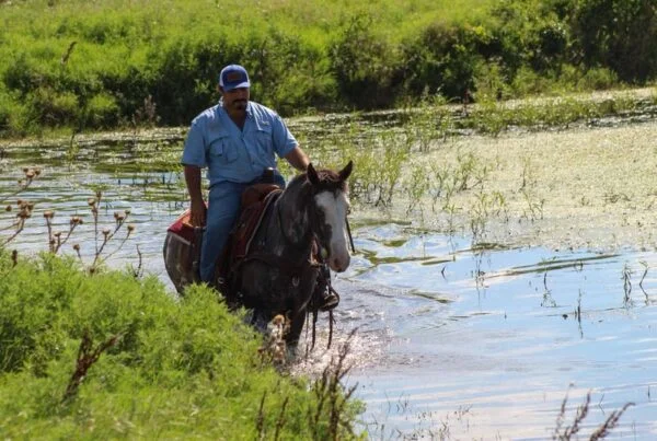 Mustang Horse for Sale | Wild & Gentle Mustangs