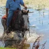 Mustang Horse for Sale | Wild & Gentle Mustangs