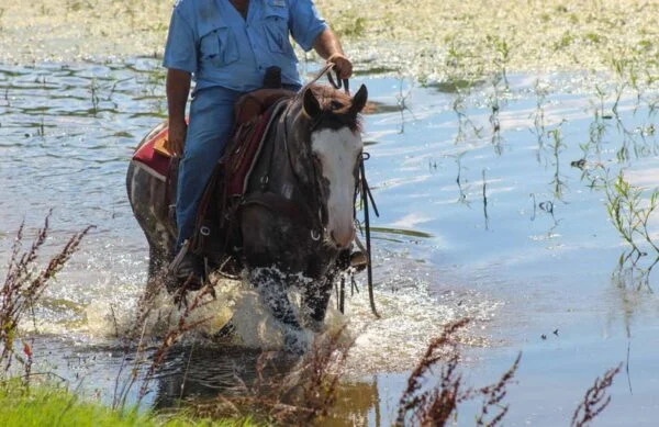 Mustang Horse for Sale | Wild & Gentle Mustangs