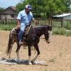 Mustang Horse for Sale | Wild & Gentle Mustangs