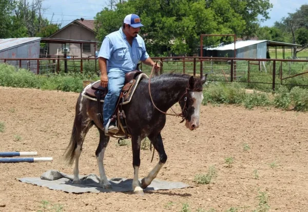 Mustang Horse for Sale | Wild & Gentle Mustangs