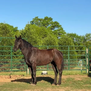 Mustang Horse for Sale | Wild & Gentle Mustangs