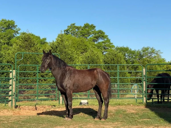 Mustang Horse for Sale | Wild & Gentle Mustangs