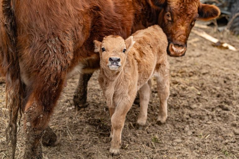 Newborn calf standing beside its mother cow on a farm pasture