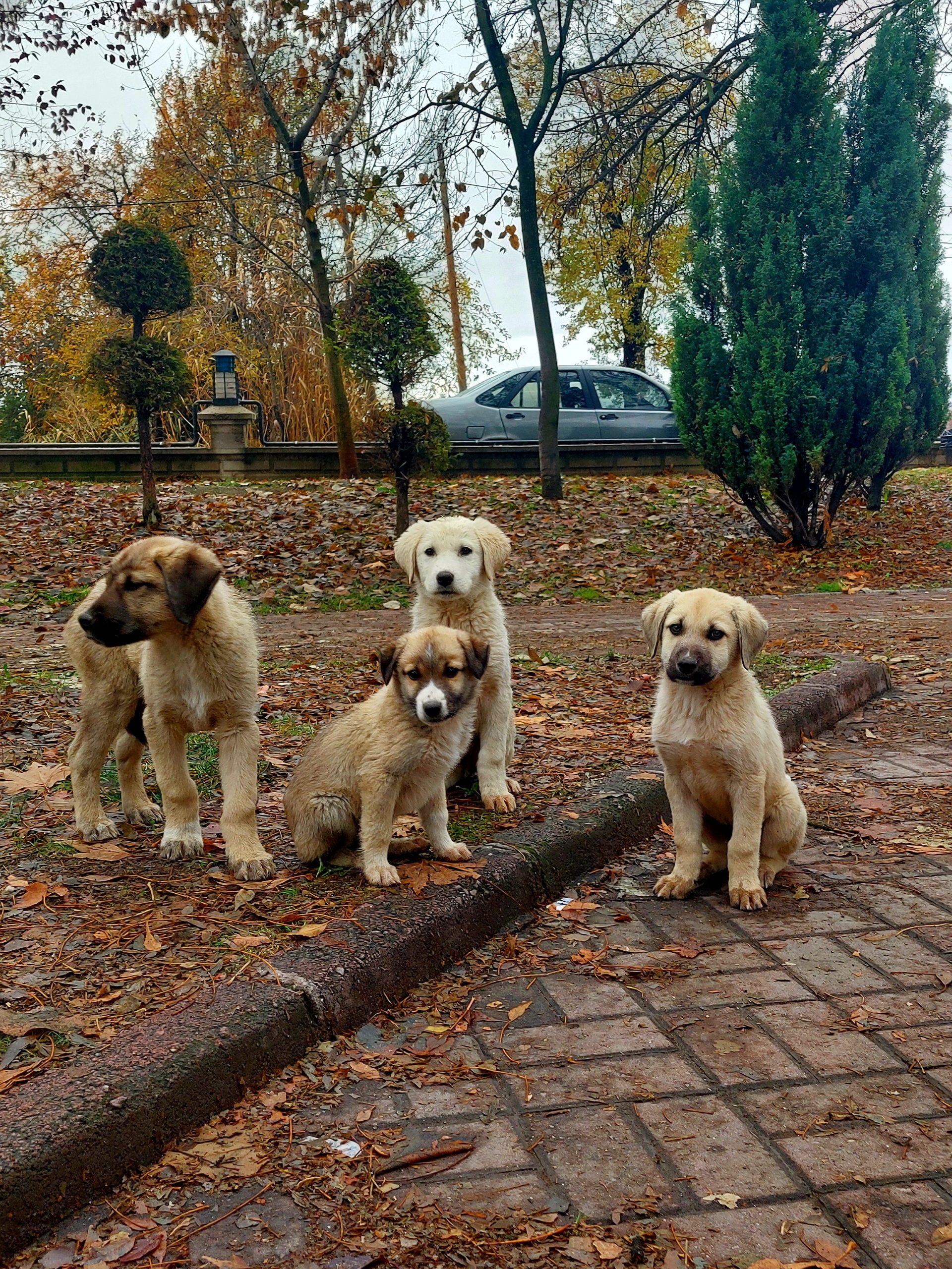 Anatolian Shepherd puppy