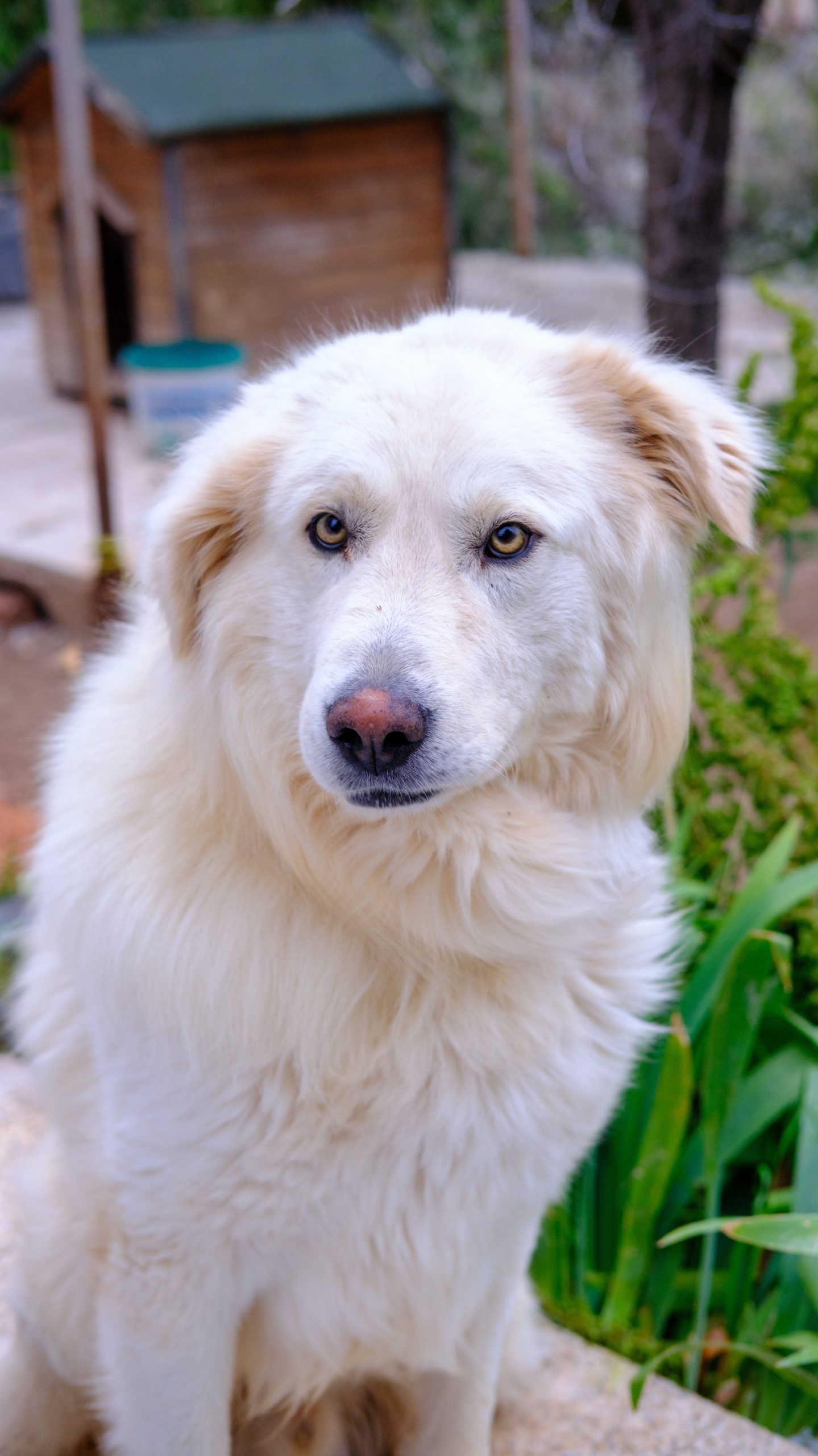 Maremma Cross Adult