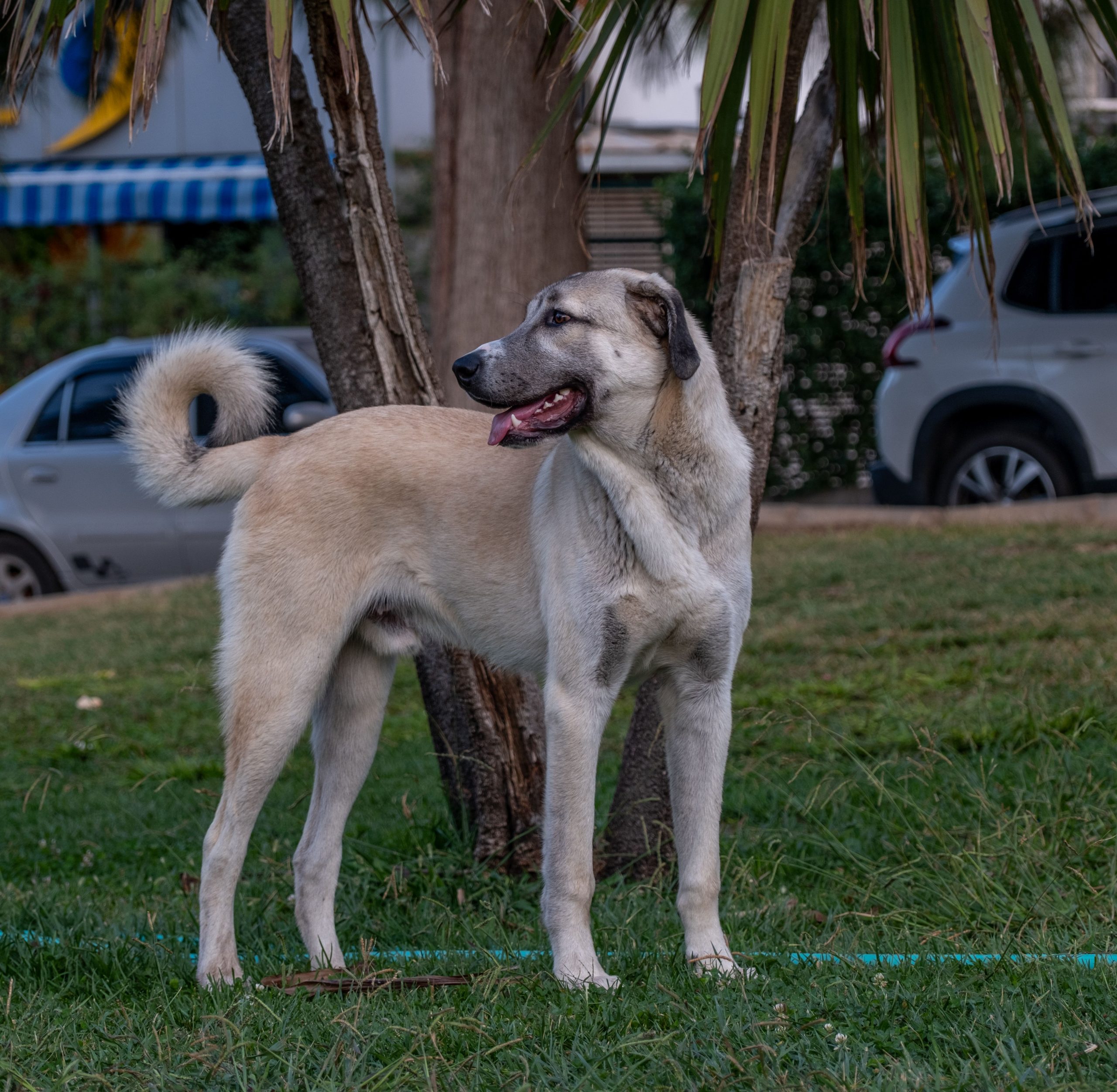 Anatolian Shepherd adult