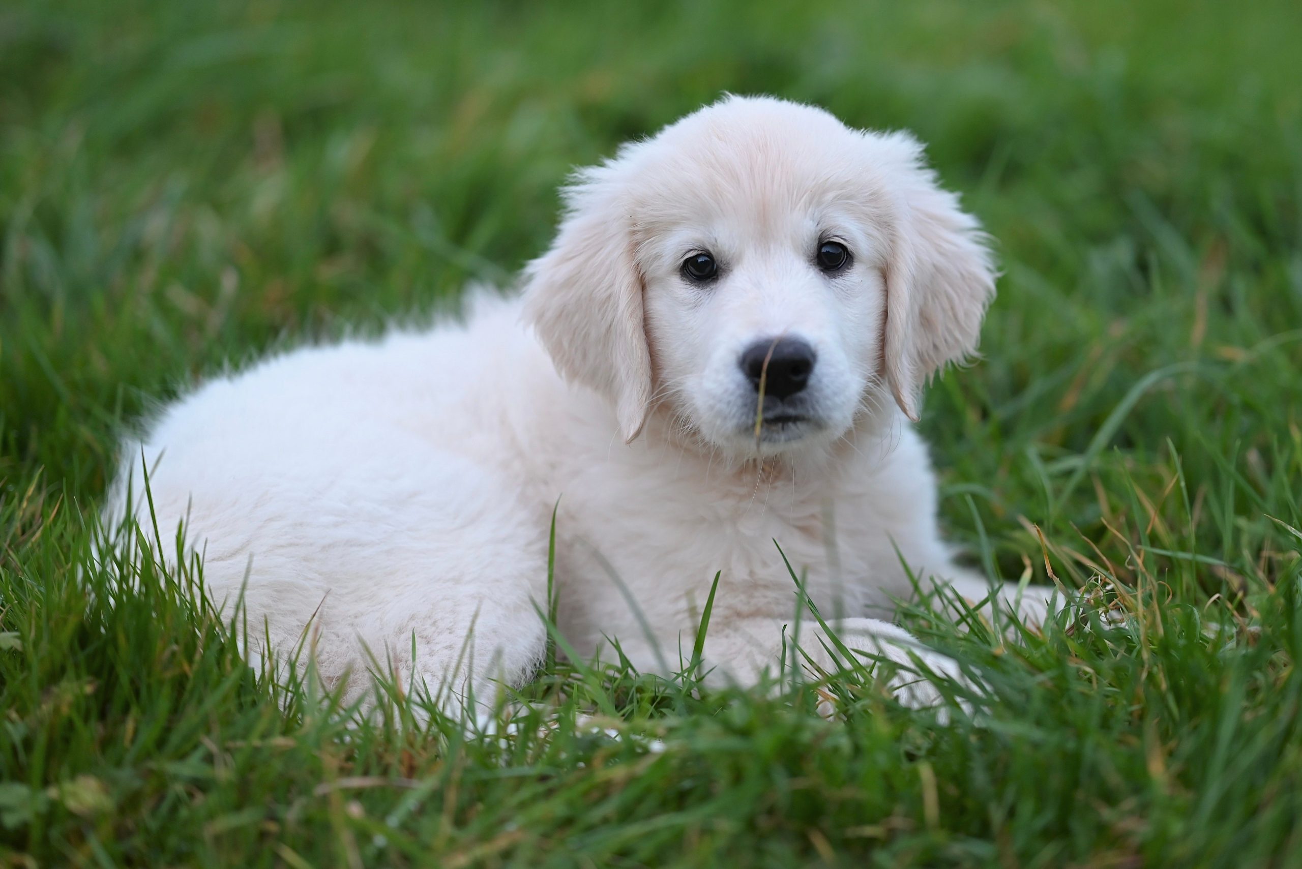 Maremma Cross Puppy