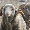 rambouillet1-1.webp Rambouillet Sheep for Sale