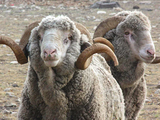 rambouillet1-1.webp Rambouillet Sheep for Sale
