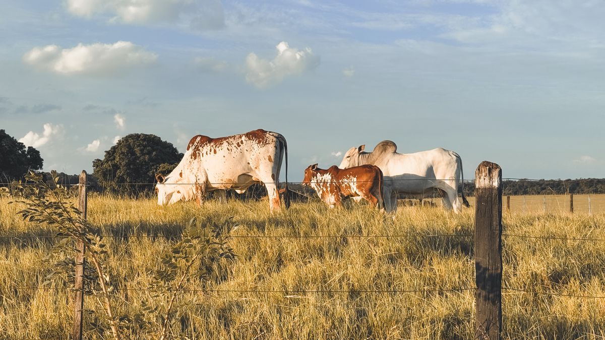 Cattle grazing in a well-managed rotational grazing pasture