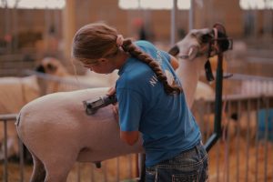 Person shearing a sheep to remove its wool fleece on a farm