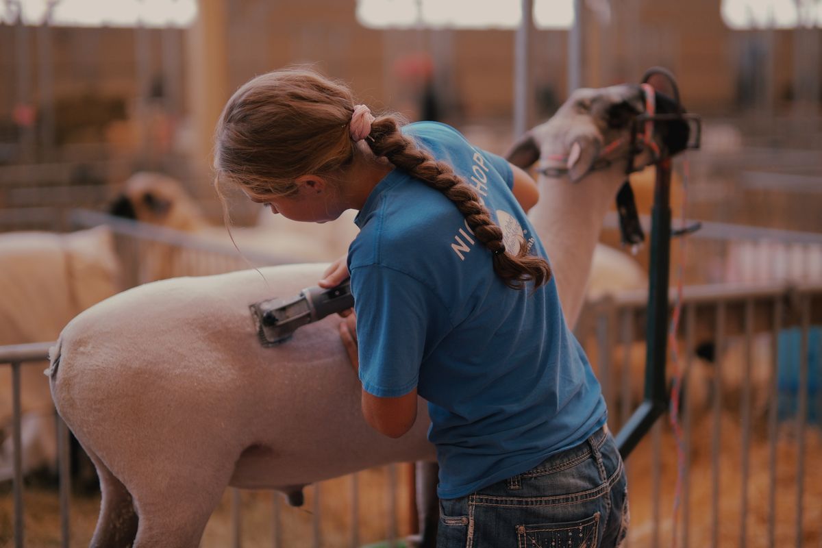 Person shearing a sheep to remove its wool fleece on a farm