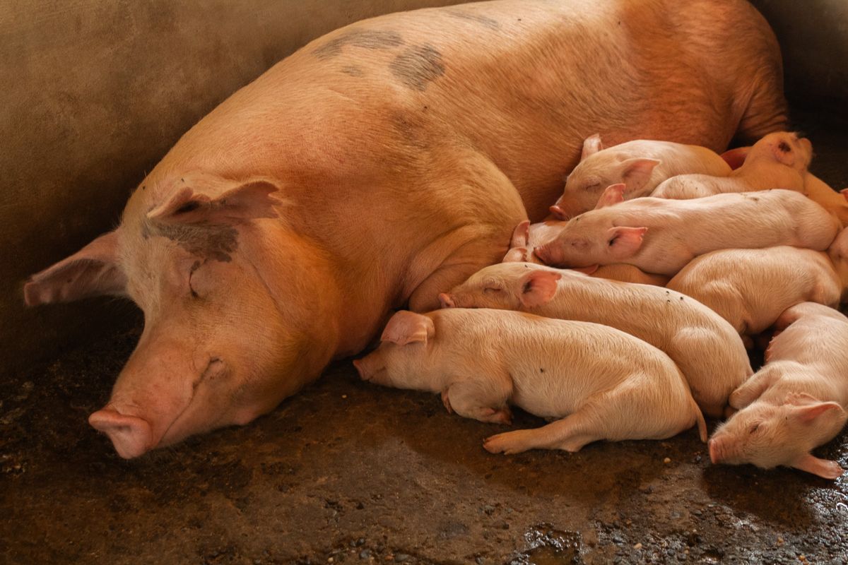 Sow and her piglets resting together in a barn on a small pig farm