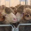 yarrawongamerino1-600x400-1-1.webp Merino Sheep for Sale