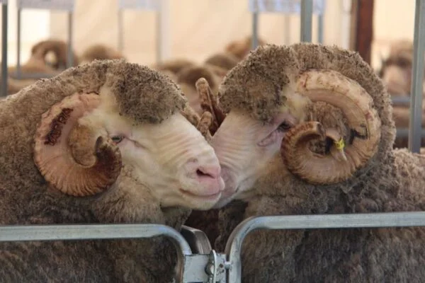 yarrawongamerino1-600x400-1-1.webp Merino Sheep for Sale